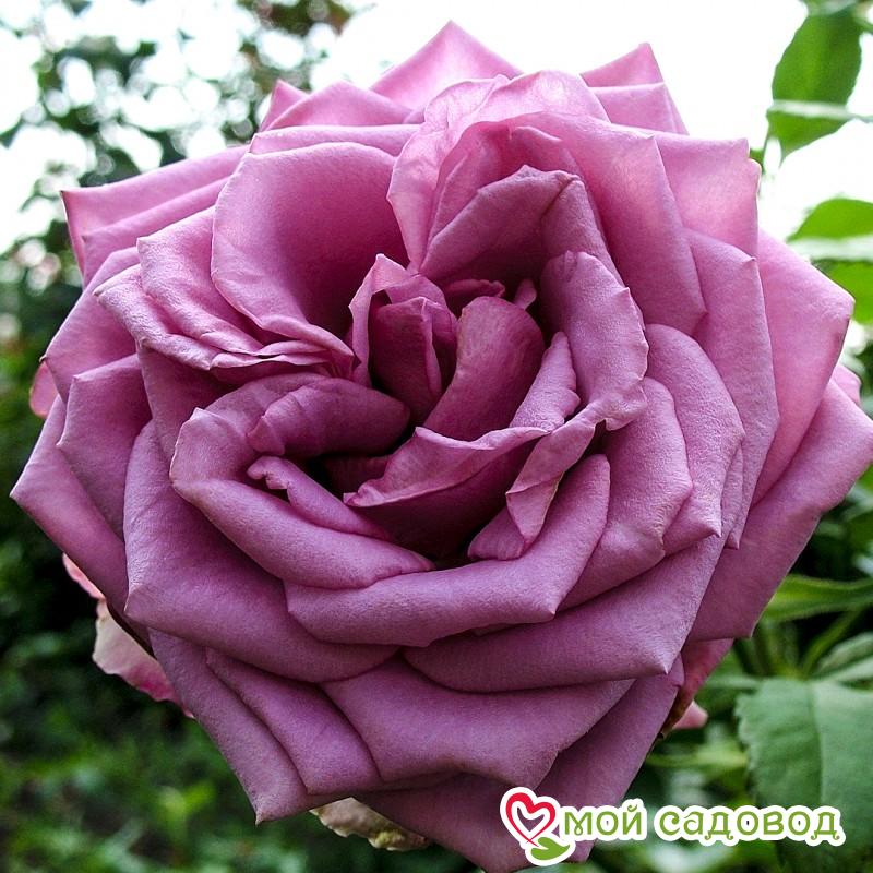 Роза Кул Вотер