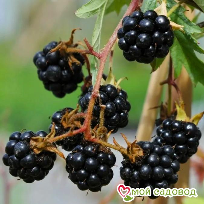 Ежевика "Торнлесс Эвергрин"