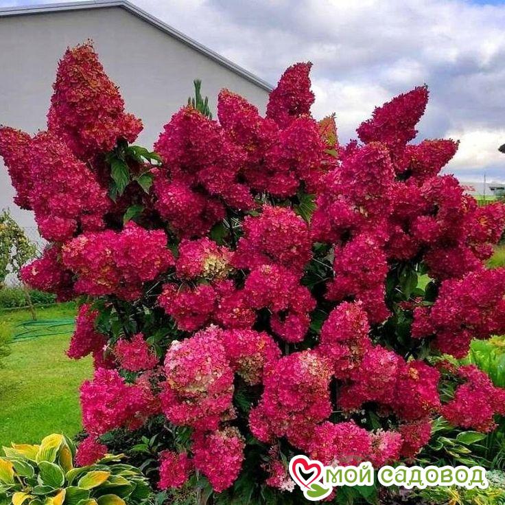 Гортензия Самарская Лидия ЗКС