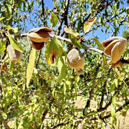 Миндаль Пряный