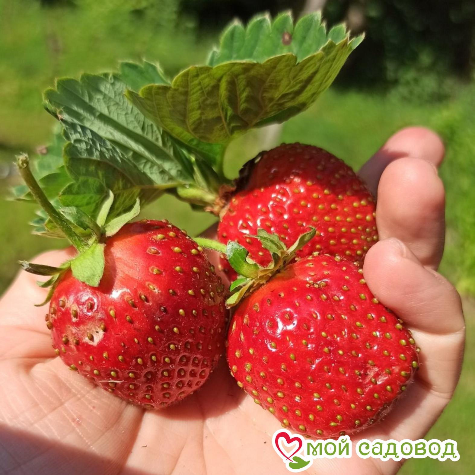 Клубника Зенга Зенгана (Высокоурожайный сорт)